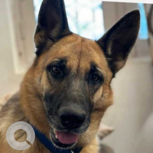 Found: Black and Brown Female German Shepherd Dog from Agara Army Base, HSR Layout 1st Sector