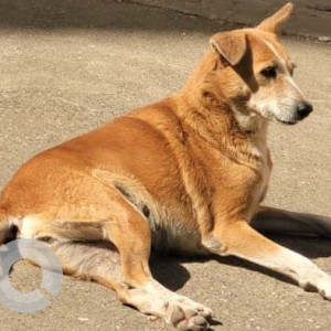 Missing: White-Brown Mix Female Indie Dog from IC Colony, Roseland building, Borivali West