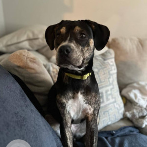 Missing: Black and Brown Male Indie Dog from 69 Avenue & Harrow