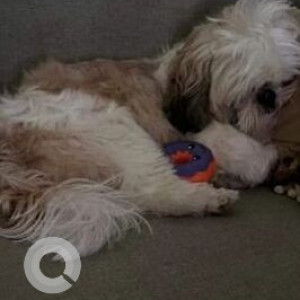 Missing: White-Brown Mix Male Shih Tzu Dog from Beml Layout, 17th Main Cross Main Road