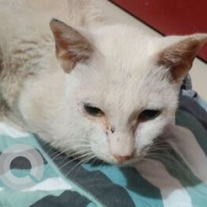 Missing: White Female Indie Cat from Vile parle and Santacruz