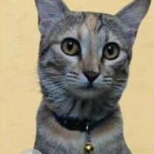 Missing: White and Grey Male Indie Cat from Halasuru, Gowthampura
