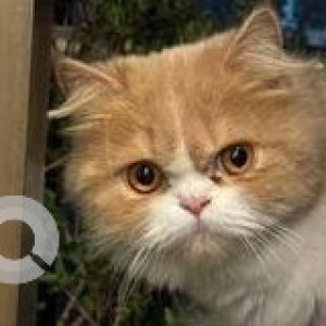 Missing: White-Brown Mix Male Indie Cat from 24th Road, Bandra