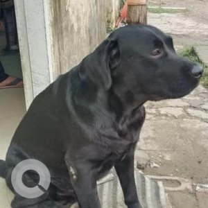 Missing: Black Male Labrador Dog from Yamuna Nagar Near Samta Yog Aashram, Lal Bhvani Kanda