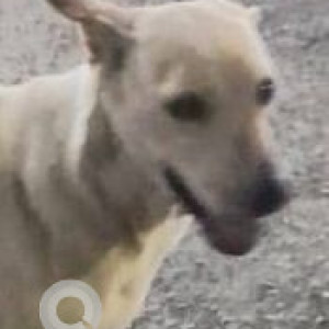 Missing: White Female Indie Dog from Bhumi Park BMC Hospital, Bhumi Park, Malad west