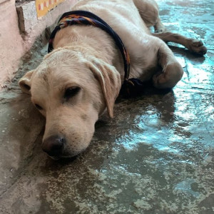 Found: White Female Labrador Dog from Osmania University