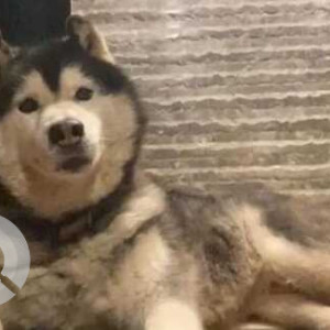 Missing: White and Grey Male Husky Dog from 30th Cross, near Dharmagiri Manjunath Swamy Temple, Banashankari 2nd Stage