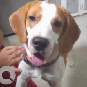 Found: White-Brown Mix Male Beagle Dog from Goregaon East