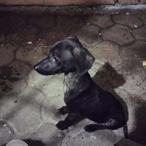 Missing: Black Male Indie Dog from VSV Koil street, Mylapore, Chennai