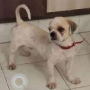 Found: White Male Shih Tzu Dog from Tank bund area