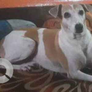 Missing: White-Brown Mix Female Indie Dog from Charkop bus stop, Kandivali west