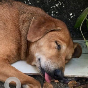 Missing: Black and Brown Male Indie Dog from Dahisar Pool, Dahisar West