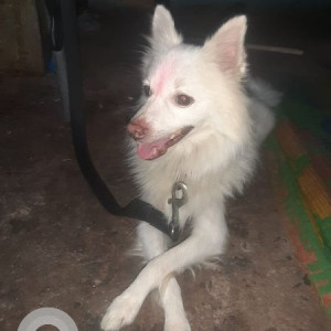 Found: White Male Pomeranian Dog from Delhi