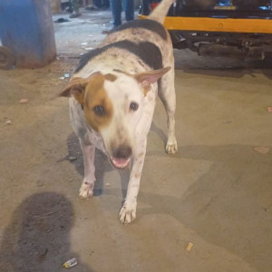Missing: Black and White Male Indie Dog from Sanjhi hotel, Anand nagar, Dahisar East