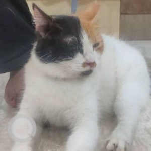 Found: White Female Indie Cat from Chunabhatti