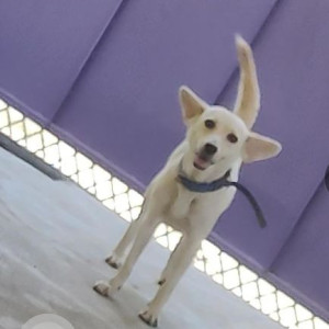 Missing: White Female Canaan Dog from Balupur, Patna, Bihar