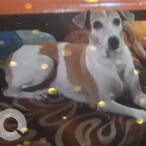 Missing: White-Brown Mix Female Indie Dog from Charkop Bus Depot (Kandivali West)