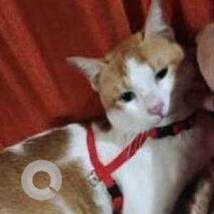 Missing: White-Brown Mix Male Indie Cat from Shiravne MIDC service road in front of cyber code Greenscape site