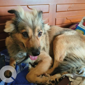 Missing: Black and Brown Female Indie Dog from Ramnagar south Madipakkam 8th main road