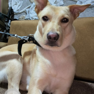 Missing: White-Brown Mix Female Indie mix Dog from SRPF Camp, Jogeshwari
