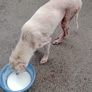 Found: White Female Indie Dog from SV Road, Malad west