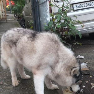 Found: White and Grey Male Husky Dog from Veera Desai Rd, Andheri west