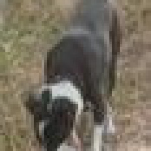 Missing: Black and White Female Indie Dog from Ramapuram area