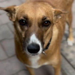Missing: Brown Female Indie Dog from Panvel