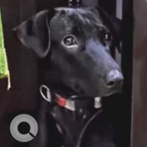 Missing: Black Female Indie Dog from Kalkaji Block B, near Gogia Bath Shopee and HDFC Bank