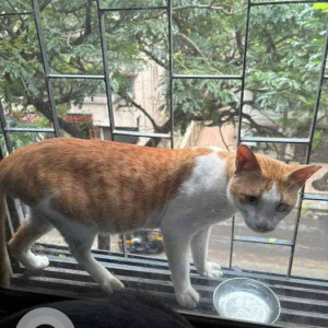 Missing: White-Brown Mix Male Indie Cat from Costa Gravas, Sundar Lane Orlem