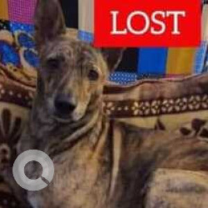 Missing: Brown Male Indie Dog from Rp Public School, Mohan Garden, New Delhi