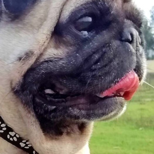 Missing: White Female Pug Dog from St. Anthony's Church, TC Palya Main Road, KR Puram, Bangalore