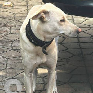 Found: White Male Indie Dog from Malad West