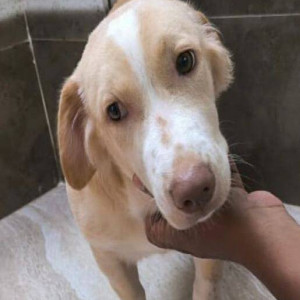 Missing: White-Brown Mix Male Indie Dog from Marve beach