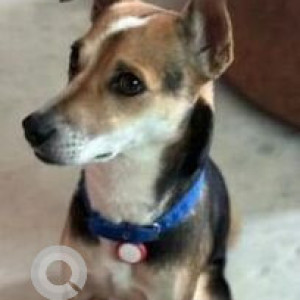 Missing: Black and Brown Male Indie Dog from Kamakshi Palya market