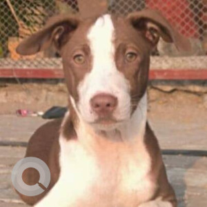 Missing: White-Brown Mix Male Indie Dog from Marve malad west