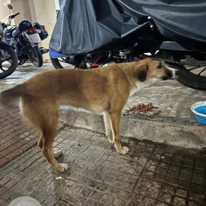 Found: White-Brown Mix Female Indie Dog from Borivali  East
