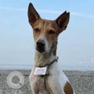 Missing: White-Brown Mix Male Indie Dog from Marine drive seaface