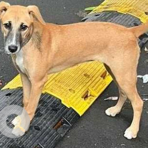 Missing: White-Brown Mix Female Indie Dog from Veena Saaz Thakur Complex, Kandivali (E), Mumbai