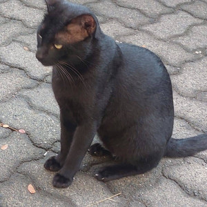Missing: Black Male Indie Cat from Nilgiri Gardens, next to Ekta Vihar, CBD Belapur