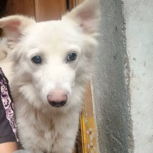 Missing: White Male Pomeranian Dog from Mylapore area