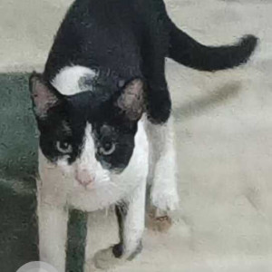 Found: Black and White Male Tuxedo Cat from Jogeshwari East, near Mogra metro station