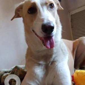 Missing: White-Brown Mix Female Indie Dog from PT road, Sena Bhavan Dadar