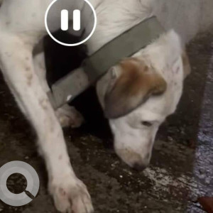 Found: White-Brown Mix Female Indie Dog from Mhada Sankalp Siddhi society in Goregaon East