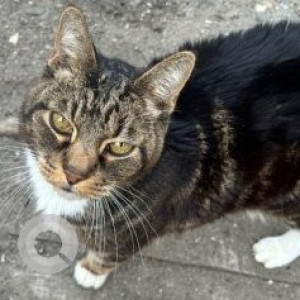 Missing: White and Grey Male Tabby Cat from Queens, New York near 24th Street Astoria