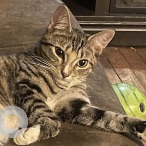 Missing: White and Grey Female Tabby Cat from Roosevelt Avenue and Parsons Boulevard in Flushing