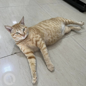 Missing: Golden Female Tabby Cat from Pet Care Clinic, Goregaon west