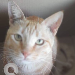 Missing: Orange Female Indie Cat from Pet Care Clinic, Goregaon west