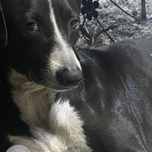 Missing: Black and White Male Indie Dog from Juhu Gandhigram Road, Mumbai
