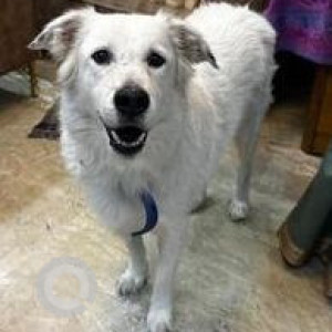 Missing: White Male Pomeranian Dog from Rajapuri, Uttam Nagar, New Delhi